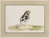 TvB T 090
<br/>
Kuiken
<br/>
<em>Holsteyn, Pieter II (1614-1673)</em>